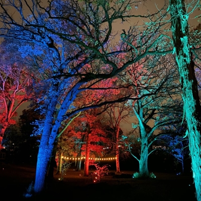 Color changing tree lighting Photo