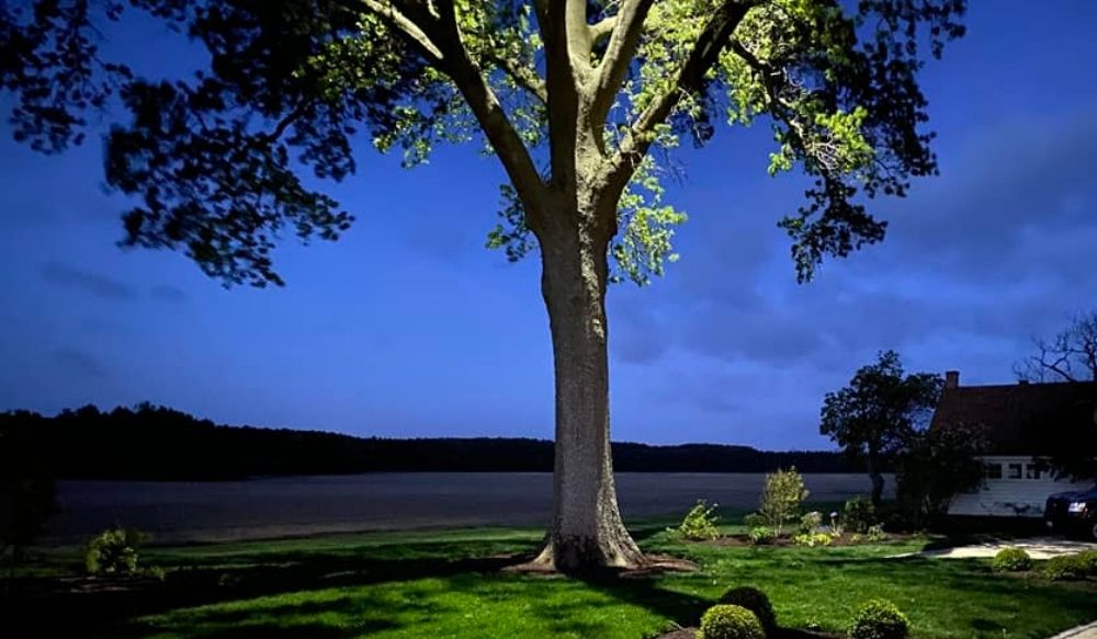 landscape lighting: tree moonlighting trend 2026