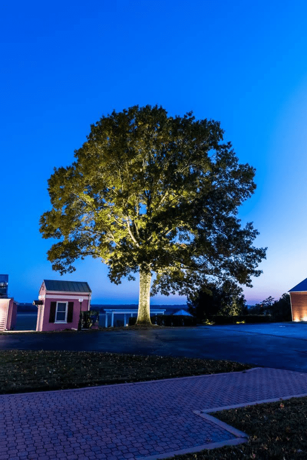 Showcasing Nature with Tree Lighting